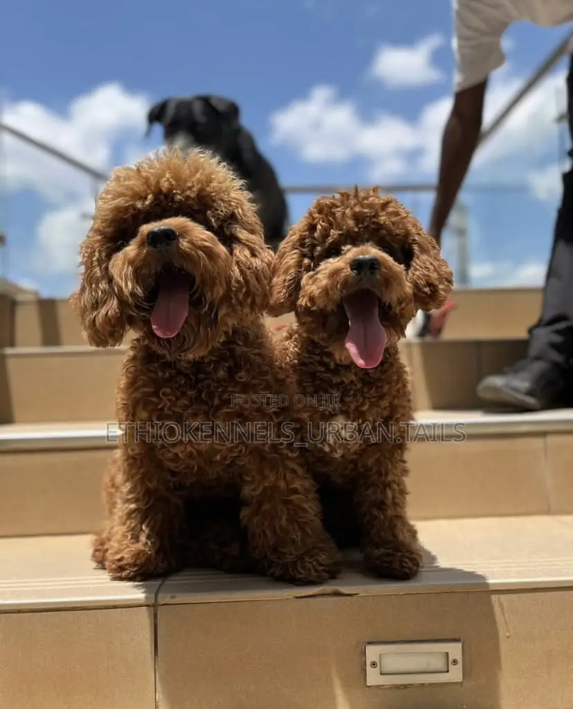 1-3 months Male Purebred Poodle