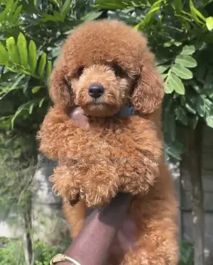 1-3 months Male Purebred Poodle