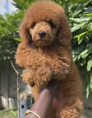 1-3 months Male Purebred Poodle