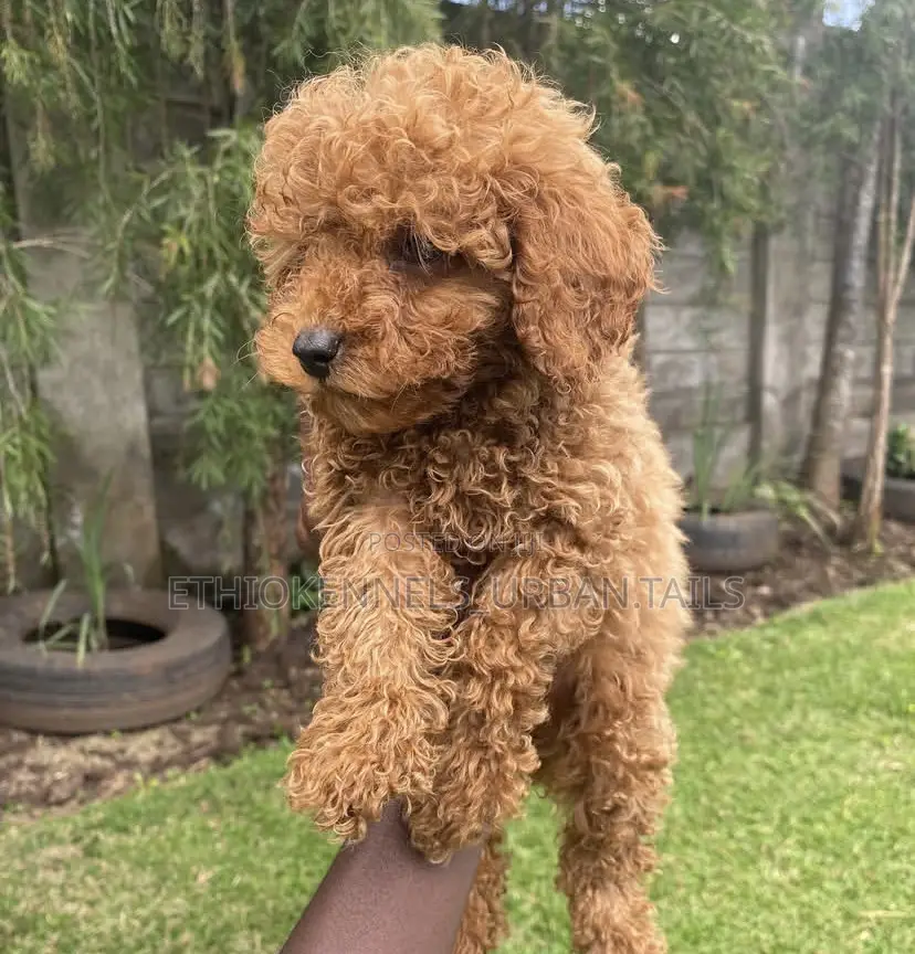1-3 months Male Purebred Poodle