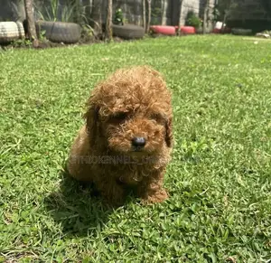 1-3 months Male Purebred Poodle