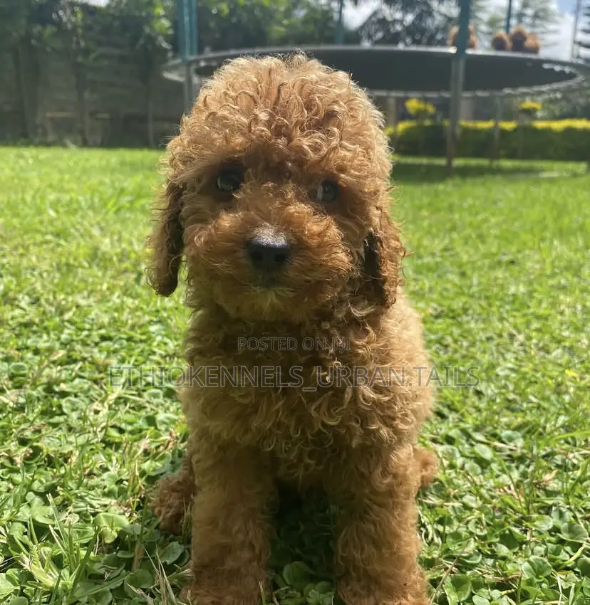 1-3 months Male Purebred Poodle