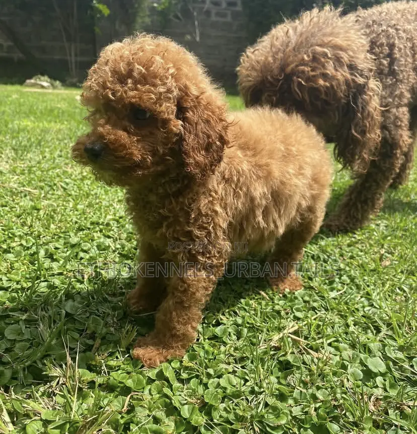 1-3 months Male Purebred Poodle