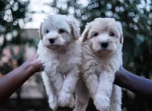 1-3 months Male Purebred Maltese