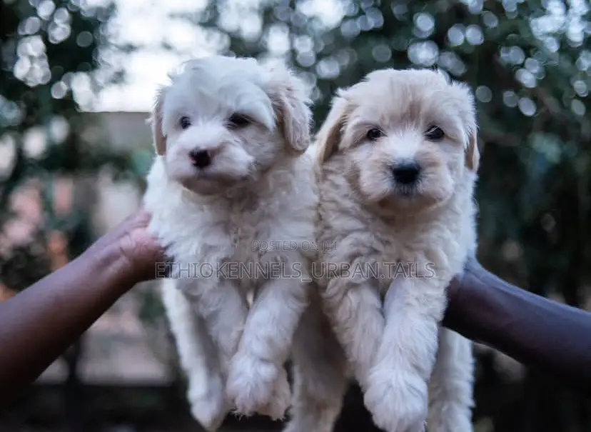 1-3 months Male Purebred Maltese