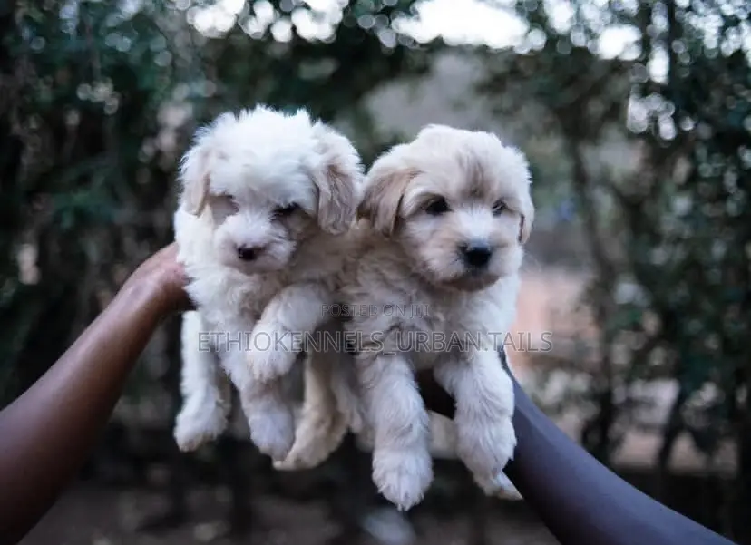 1-3 months Male Purebred Maltese