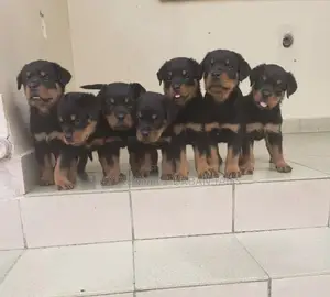 1-3 months Male Purebred Rottweiler