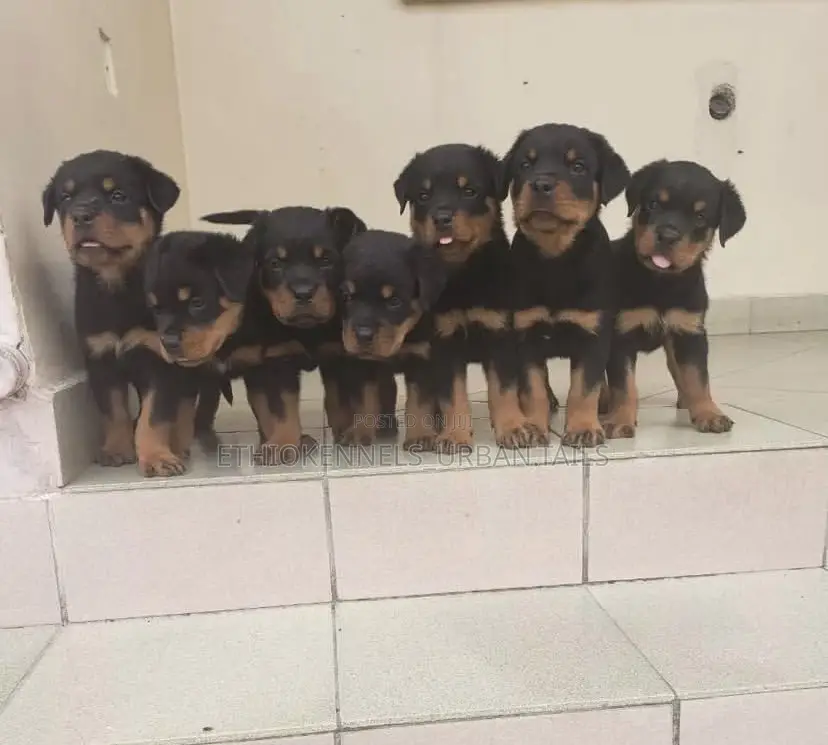 1-3 months Male Purebred Rottweiler