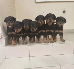 1-3 months Male Purebred Rottweiler