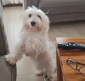 1-3 months Male Purebred Maltese