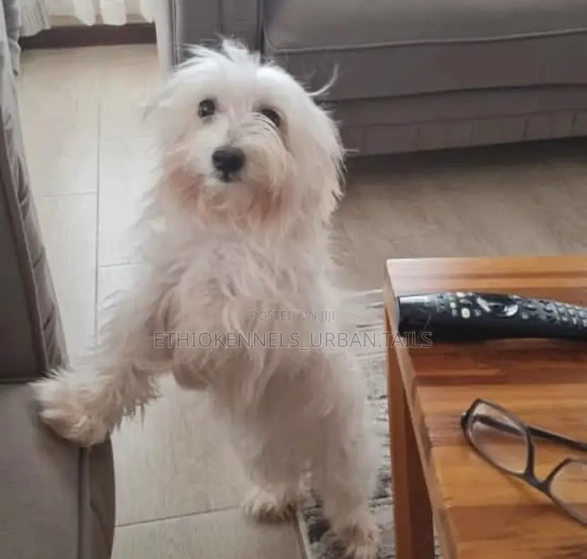 1-3 months Male Purebred Maltese