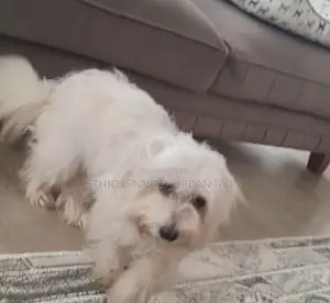 1-3 months Male Purebred Maltese