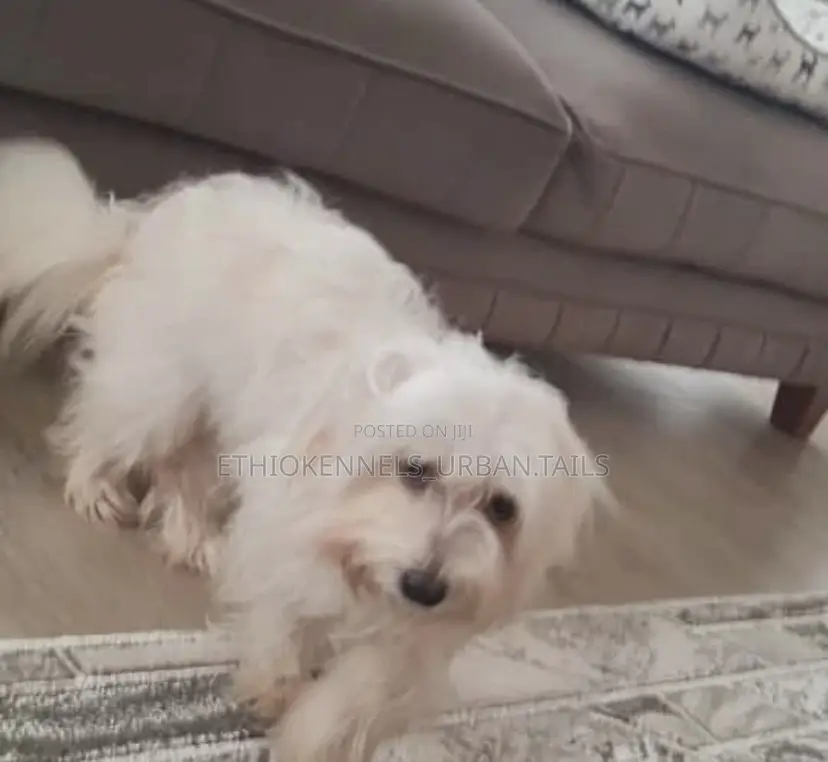 1-3 months Male Purebred Maltese