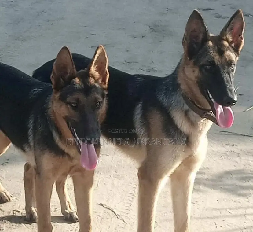 3-6 months Male Purebred German Shepherd