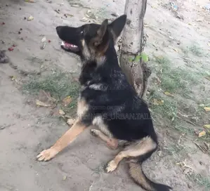 3-6 months Male Purebred German Shepherd