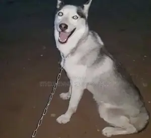 6-12 months Male Purebred Siberian Husky
