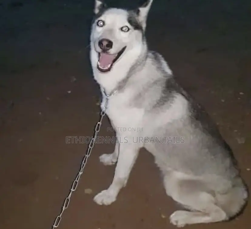 6-12 months Male Purebred Siberian Husky
