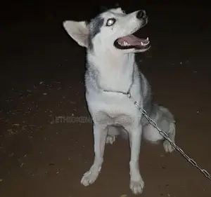 6-12 months Male Purebred Siberian Husky