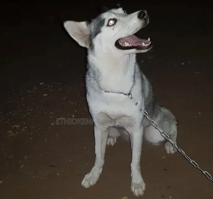 6-12 months Male Purebred Siberian Husky