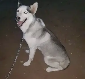 6-12 months Male Purebred Siberian Husky