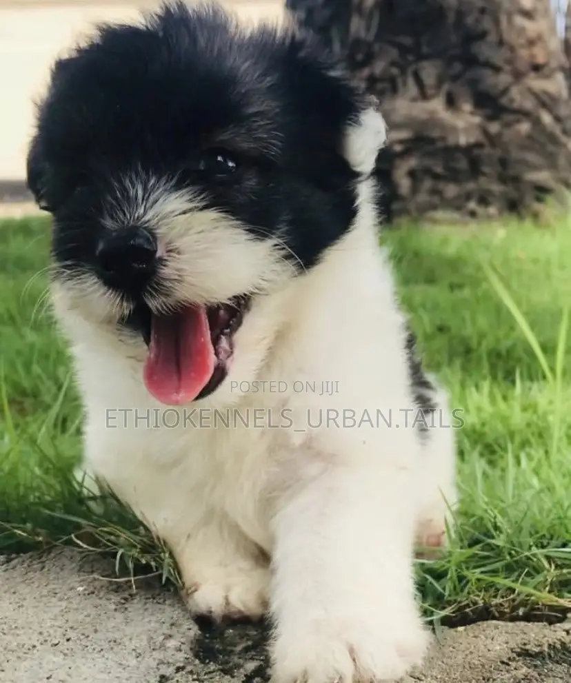 1-3 months Male Purebred Maltese