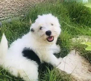 1-3 months Male Purebred Maltese