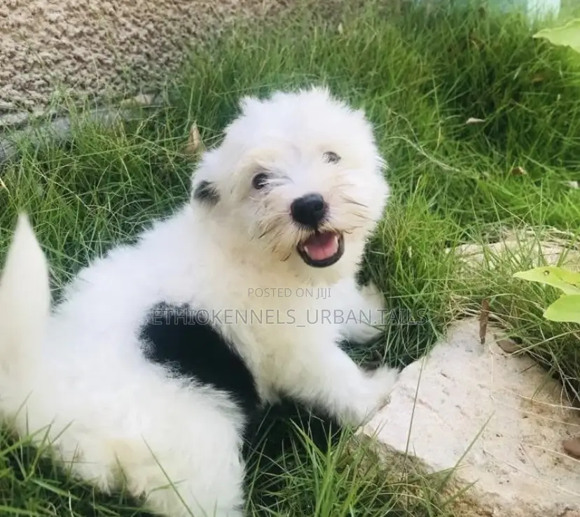 1-3 months Male Purebred Maltese