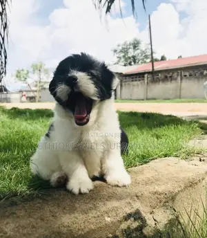 1-3 months Male Purebred Maltese