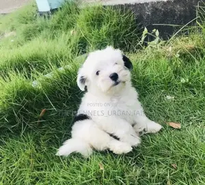 1-3 months Male Purebred Maltese