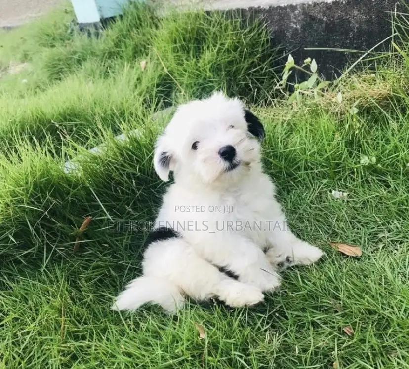 1-3 months Male Purebred Maltese
