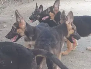3-6 months Male Purebred German Shepherd