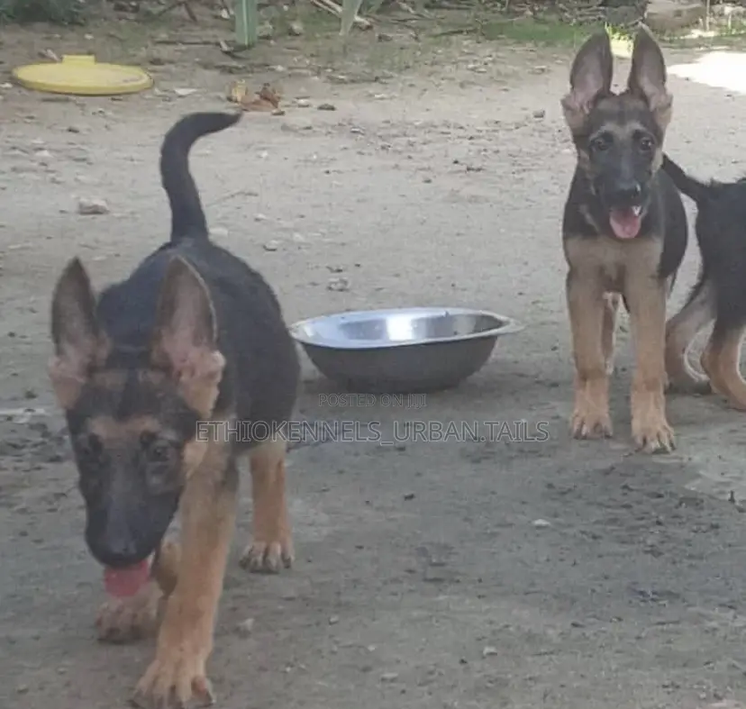 3-6 months Male Purebred German Shepherd