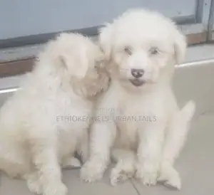 1-3 months Male Purebred Maltese