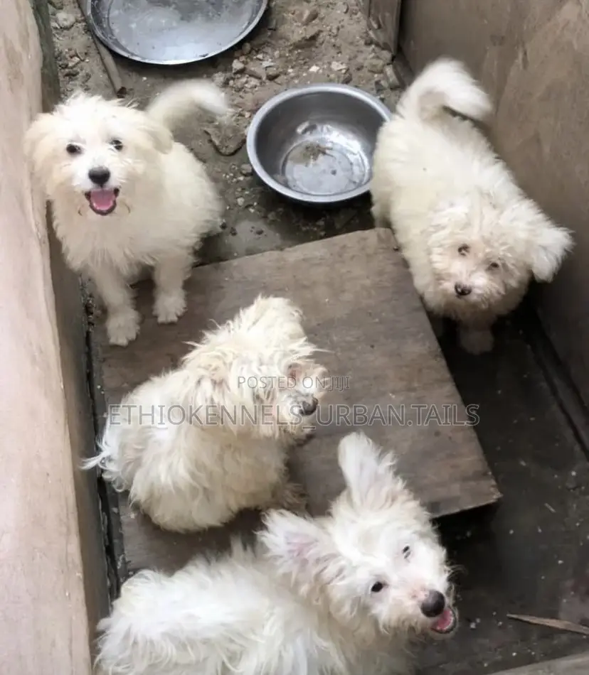 1-3 months Male Purebred Maltese