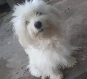 1-3 months Male Purebred Maltese