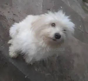 1-3 months Male Purebred Maltese