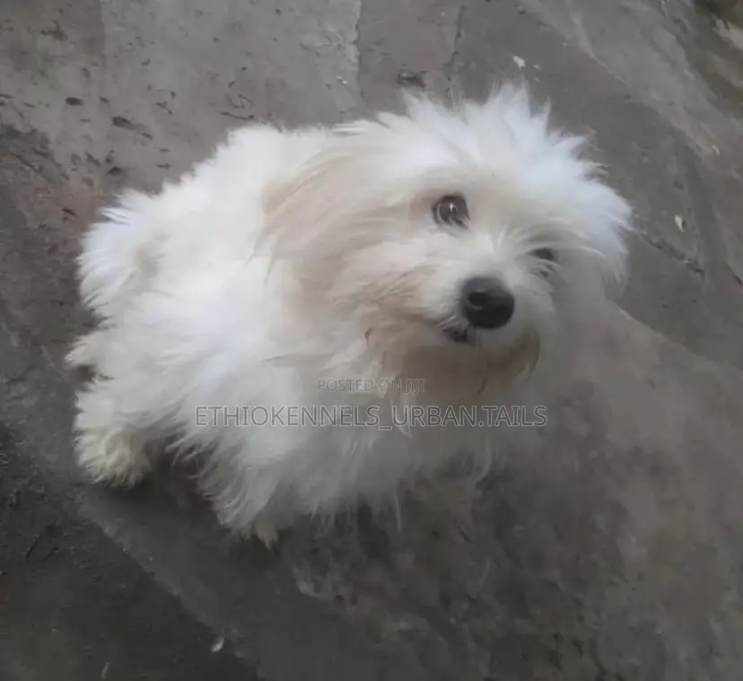 1-3 months Male Purebred Maltese