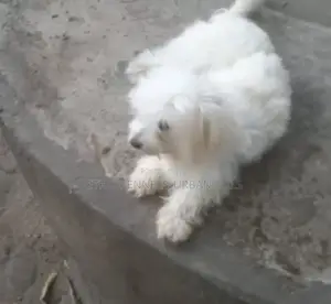 1-3 months Male Purebred Maltese