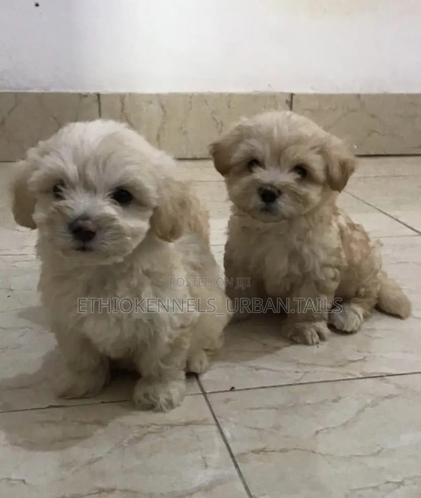 1-3 months Male Purebred Maltese