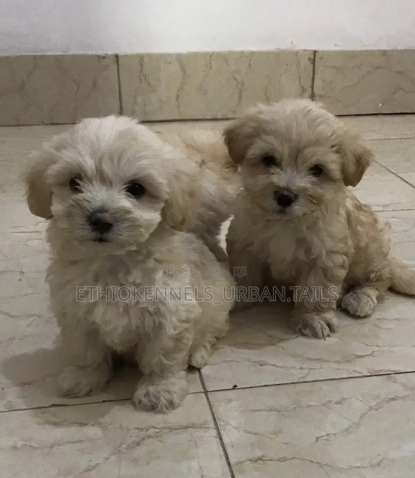 1-3 months Male Purebred Maltese