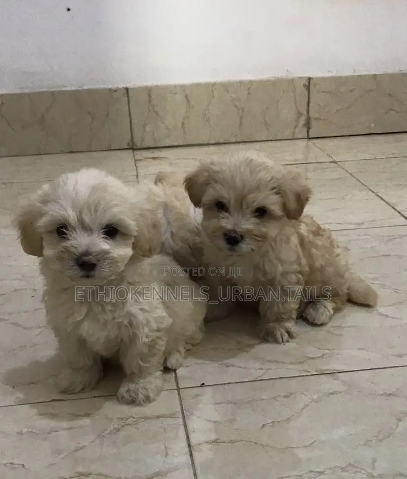 1-3 months Male Purebred Maltese