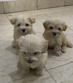 1-3 months Male Purebred Maltese