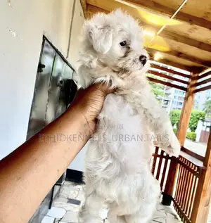 1-3 months Male Purebred Maltese