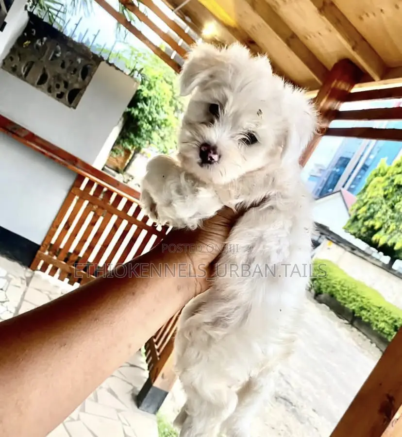 1-3 months Male Purebred Maltese