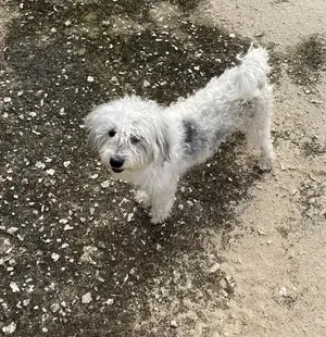 1-3 months Male Mixed Breed Maltese