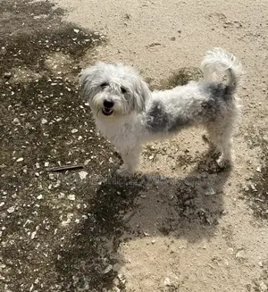 1-3 months Male Mixed Breed Maltese