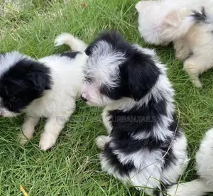1-3 months Female Mixed Breed Maltese