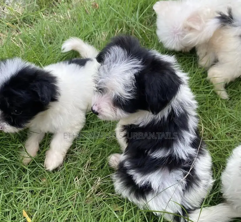 1-3 months Female Mixed Breed Maltese