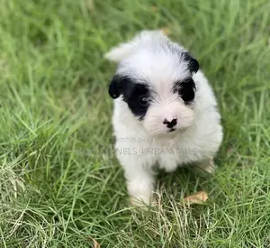 1-3 months Female Mixed Breed Maltese