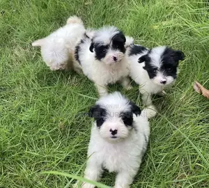 1-3 months Female Mixed Breed Maltese